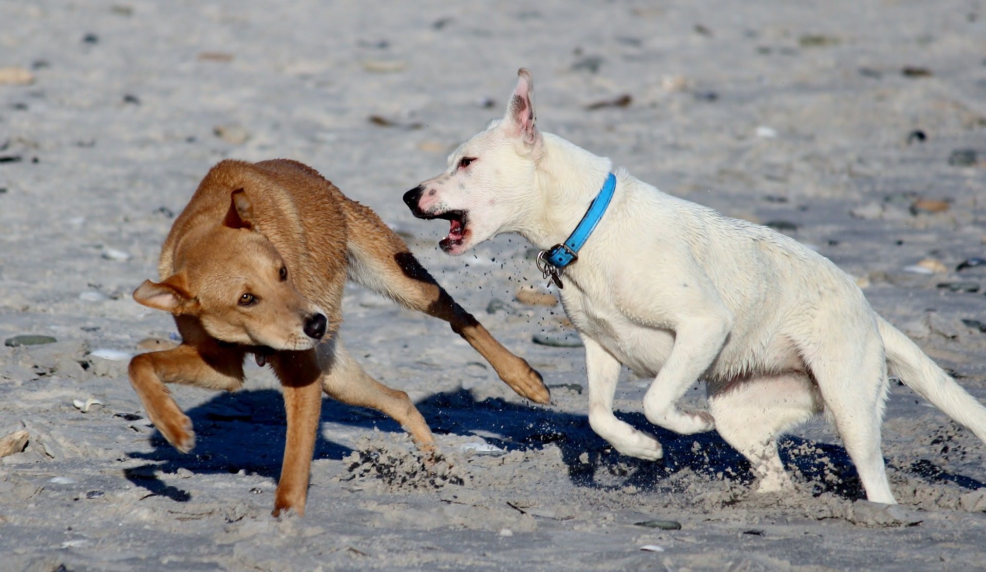how to break up a dogfight at the dog park